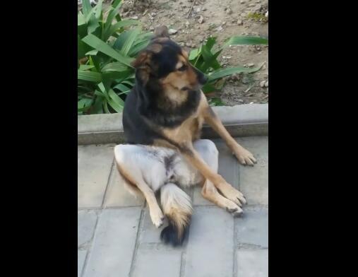 土狗求爱萨摩遭拒，望着萨摩远去的背影，颓废坐地抽泣，笑翻路人