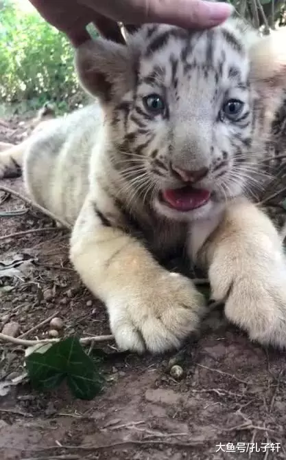 小老虎被游客抚摸，温顺乖巧，结果老虎的反应吓退路人！