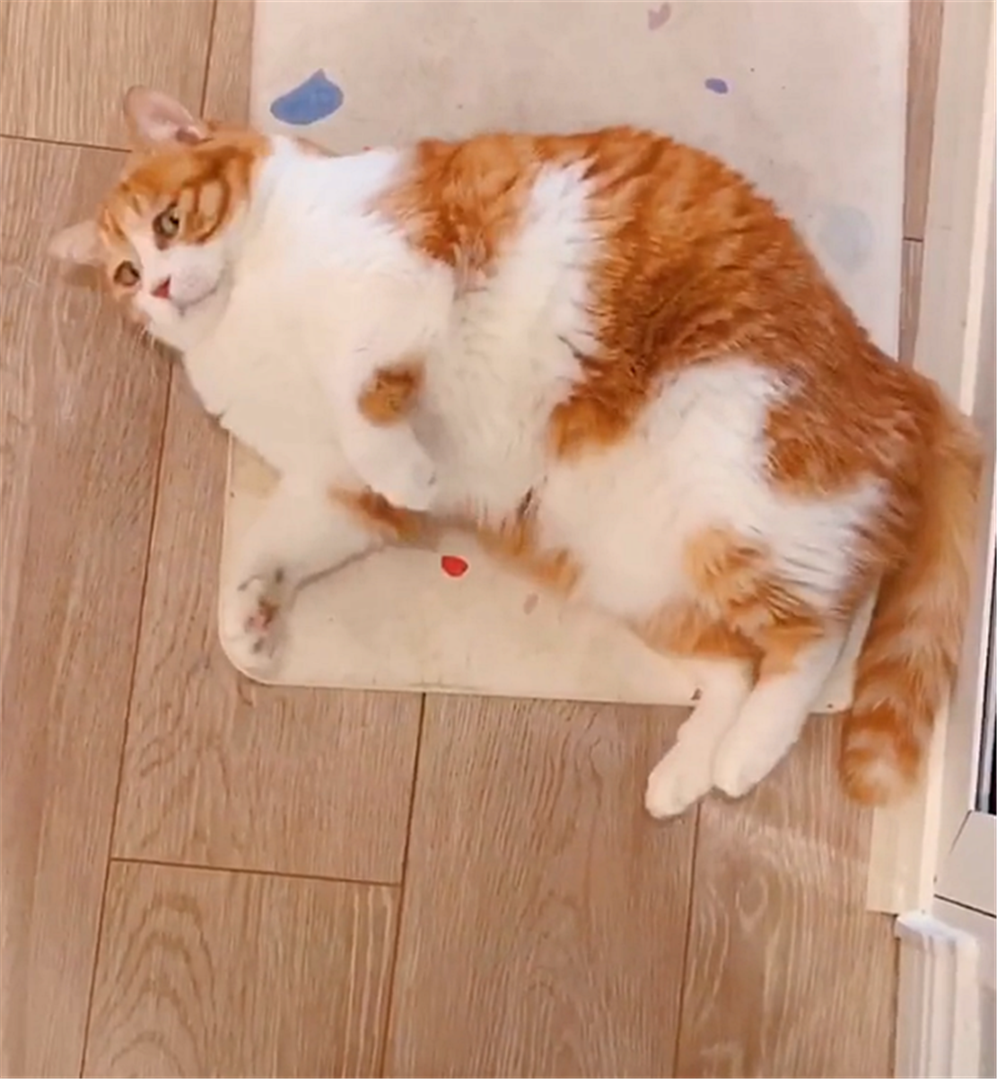 橘猫减肥节食，半夜肚子饿得咕咕叫，猫：我弱小可怜又有点能吃…