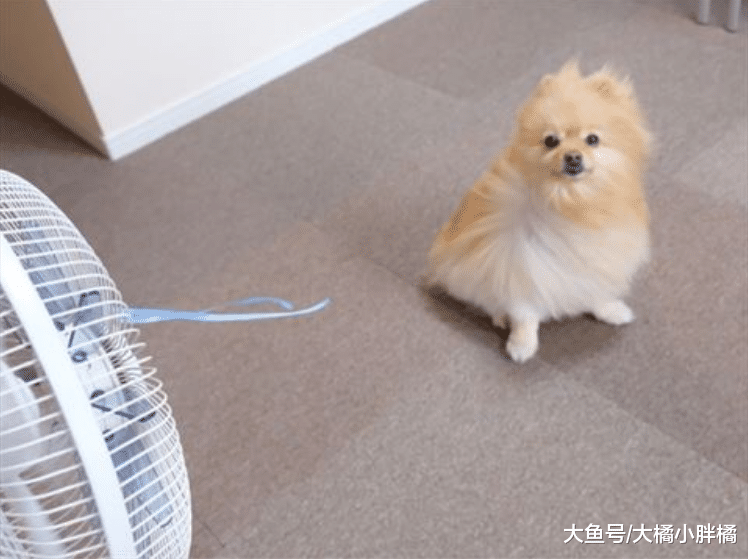 猫咪跟绳子过不去，对着风扇一阵乱咬，狗子：这怕是个二傻子吧