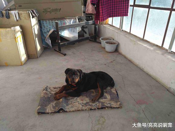 罗威纳是看门“能手”，放羊却把它给难倒了，总被羊追着跑
