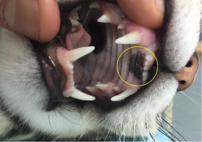 我的猫咪养成日记，猫奴们注意了，这些东西不要给它们吃