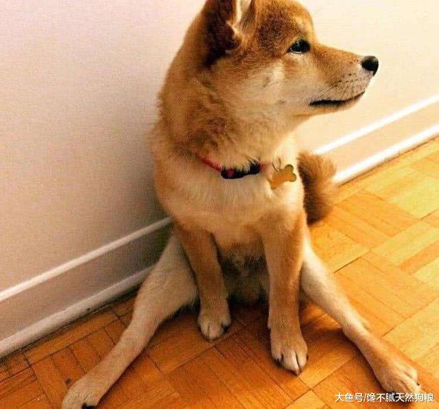 狗狗这5种“坐姿”，不只是随便坐着，而是各有含义，你都懂吗？