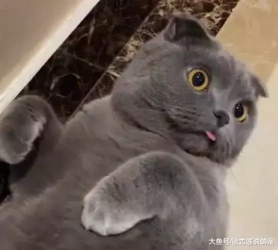 南方猫咪第一次体验到地暖，仿佛打开了新世界，一晚上都是这表情