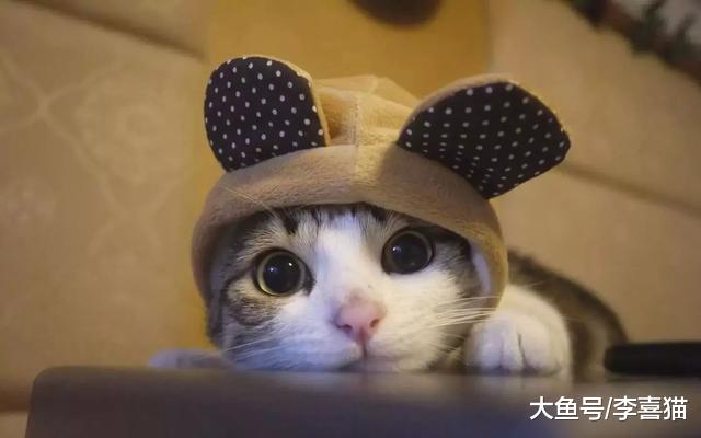 宠物越养越多背后的秘密，谁让铲屎官无法拒绝这四点益处的诱惑？