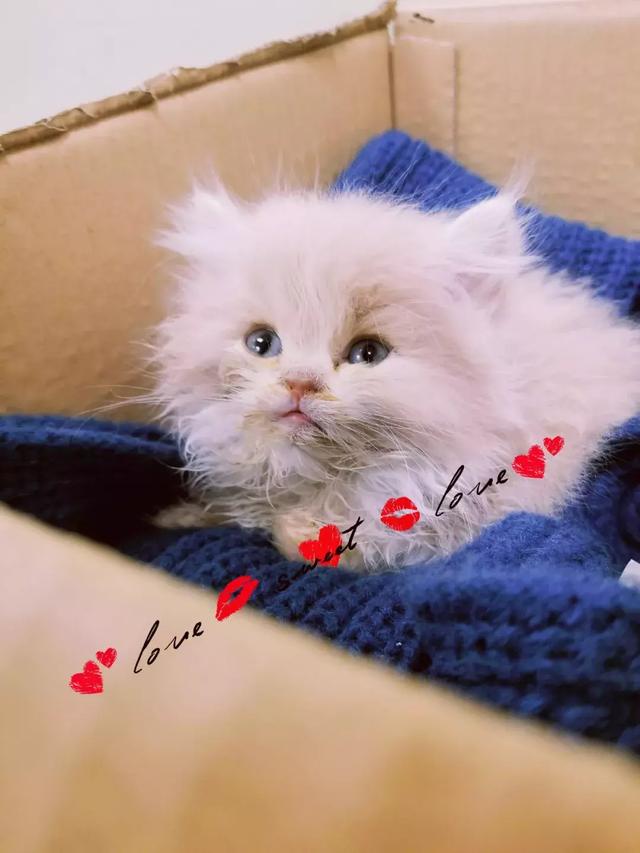 别在网上问问问了，猫狗有这20个迹象，马上带他们去看兽医！