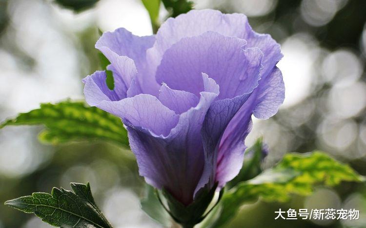 命运非常不错的三个生肖，多财又多福，身体健康有钱花