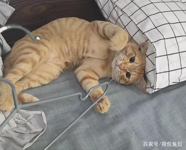 貓越養越胖怎么辦？！別猶豫，用這幾招帶貓咪減肥！