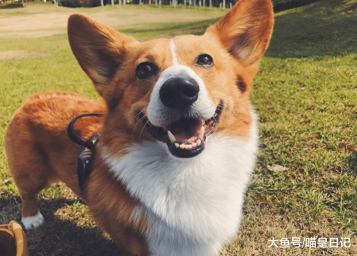 如果狗狗有这五种表现, 说明它的家教非常好, 你家的狗狗是吗?