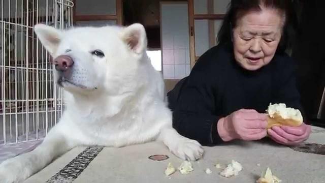 日本短片大赏冠军, 一个日本婆婆和秋田犬的故事, 在天堂续写