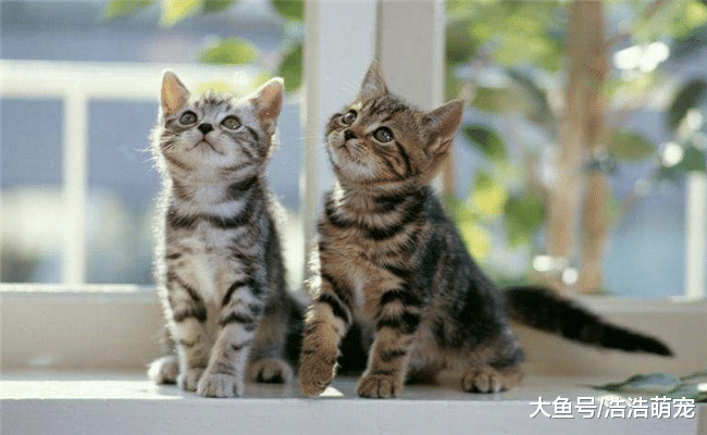 为什说养猫比养狗好? 原因有5个, 都很现实