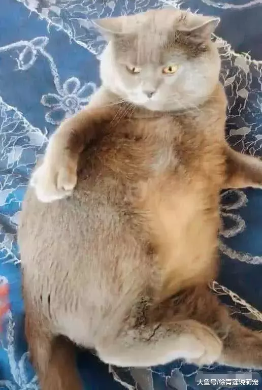 猫咪怀孕三个月不生，急忙送去医院，医生一句话宠主瞬间脸在发烧