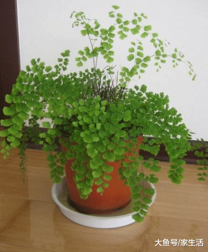 为什么老花农养花都不买肥料? 问完他原因, 后悔没早知道
