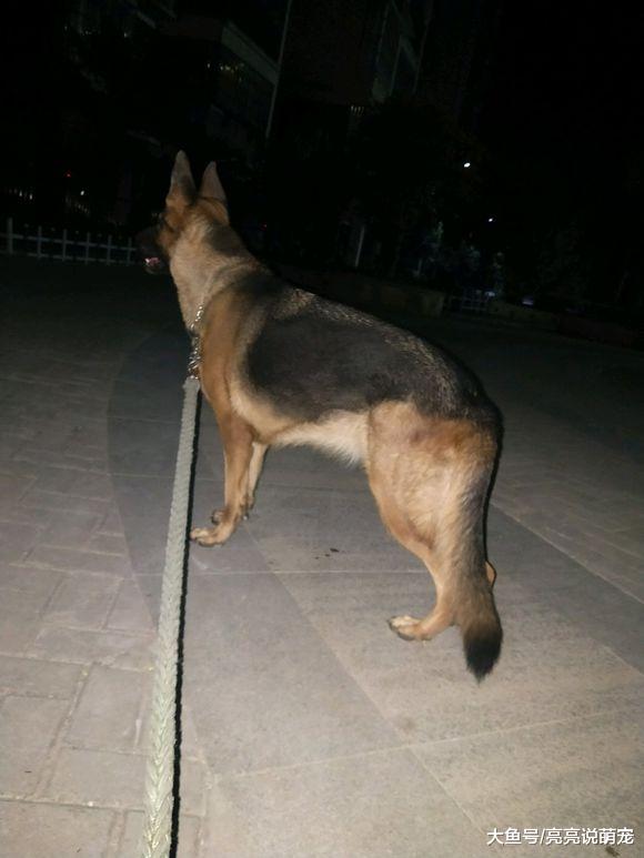 网友养德牧被投诉，只能晚上悄悄地带出来，它并没有不高兴