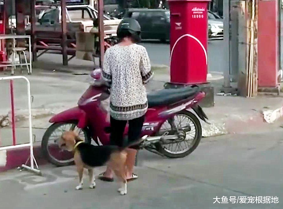 主人搬家遗弃狗狗，狗狗不顾危险疯狂追车，只为主人回心转意
