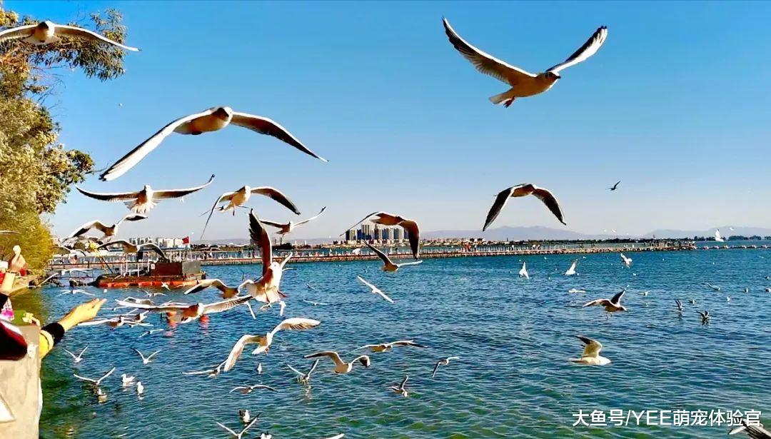 闯入大量麦穗鱼的云南滇池，还谈什么生态平衡