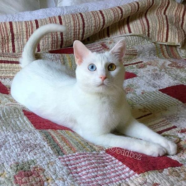 猫界最贵的6种猫，堪称会呼吸的人民币，买得起的都是土豪！