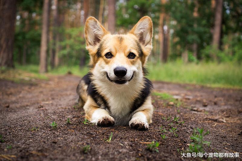 总觉得自己养的狗，不如别人家的那么聪明懂事，大家觉得呢