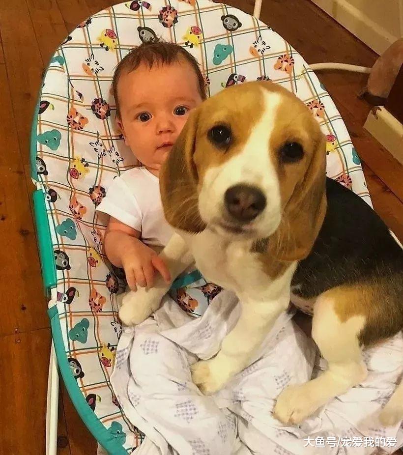 狗狗智商排名倒数的10位？让我来看看都是哪些傻狗……