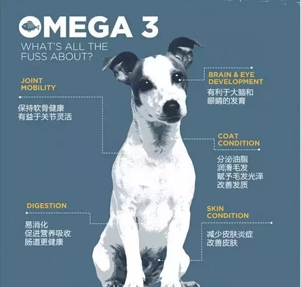 猫：我吃饭的时候，狗不要插嘴！为什么狗这么喜欢抢猫粮吃？