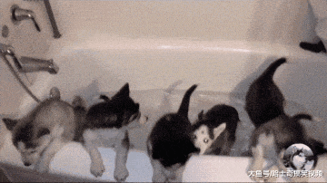 网友一口气给6只二哈洗澡, 宠主: 可以组建一支“拆迁队”