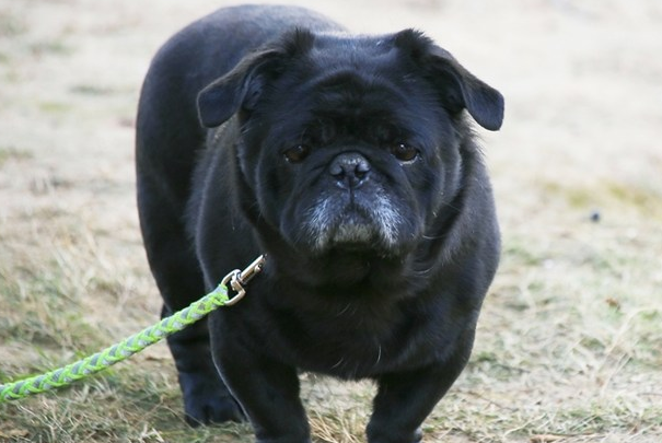 每天遛狗好处多多，不单单是为了释放它们旺盛的精力