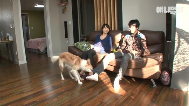 球迷狗狗, 一有足球比赛就守着电视不放, 电视上全是它的鼻痕