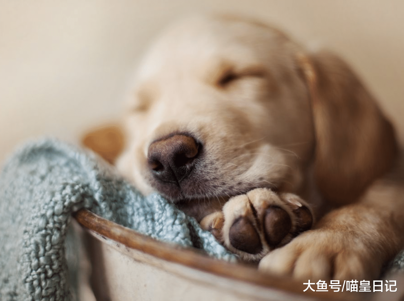 養狗小課堂：狗狗的鼻頭顏色變淺怎么辦？不用擔心，不影響健康！