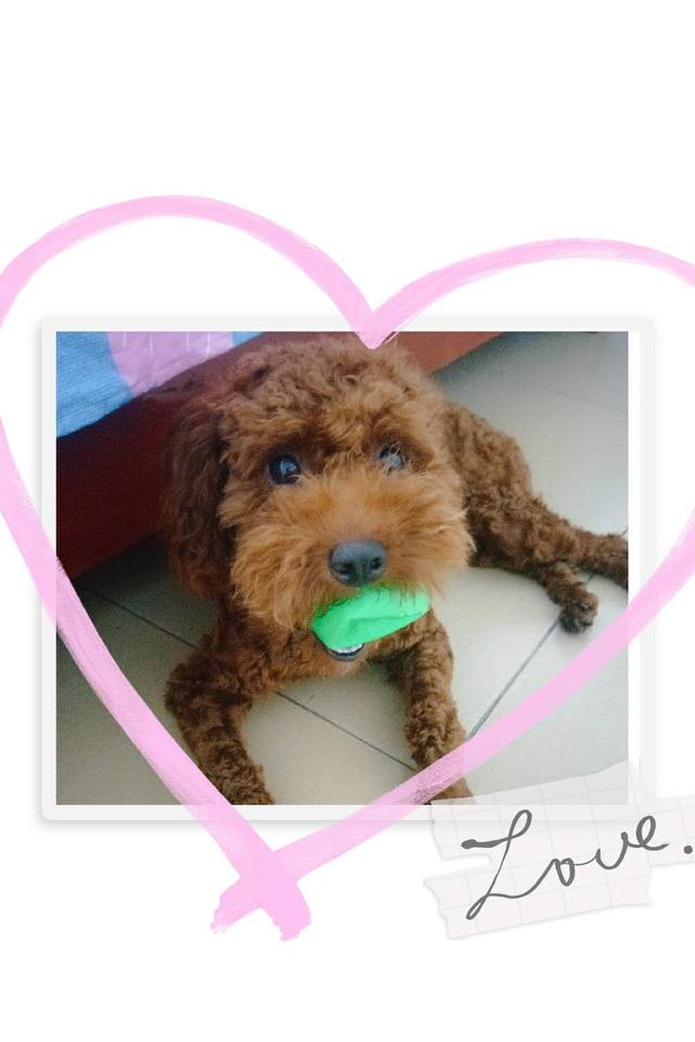 江门江海区礼乐街道乐业二街流沙工业区寻找棕色公泰迪