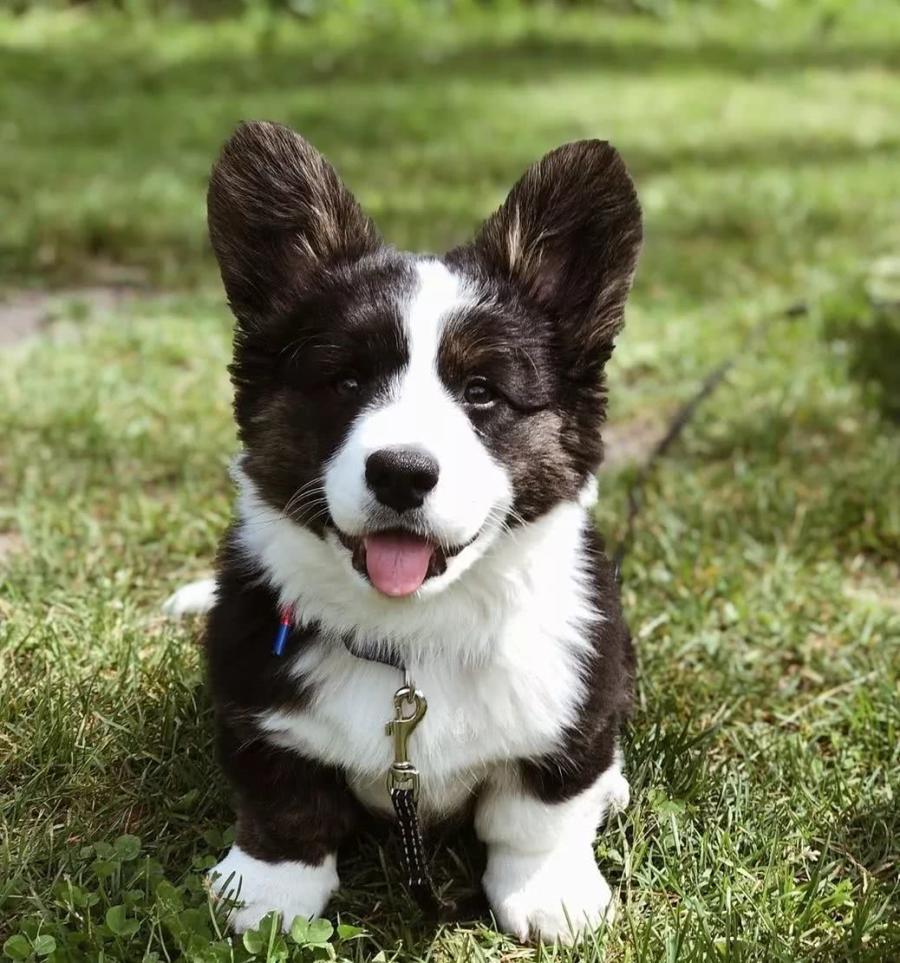 ”妈妈，这里有个奥利奥成精了“，熊猫色的柯基，这是什么神仙颜值