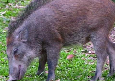 四百公斤大野猪碰上黑瞎子，孰强孰弱？老猎人告诉你答案