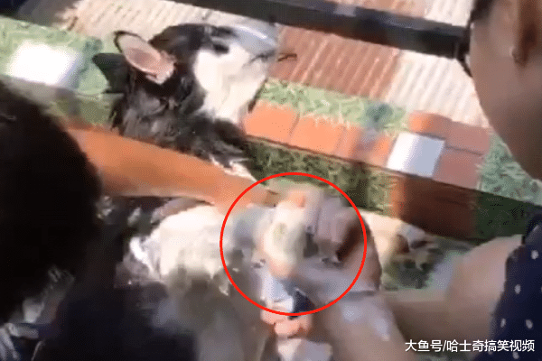 二哈被强行拉去路边洗澡, 还用上了刷子, 感觉像在杀鸭子