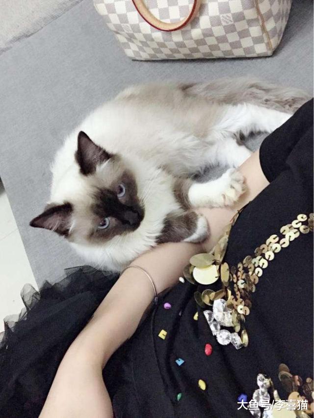 我们应如何面对宠物的离去？四点方法令铲屎官快速走出悲伤