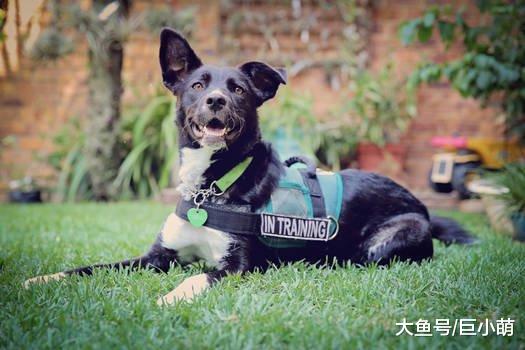 想要明白狗狗的意思，你要读懂它的行为，狗狗这七个行为代表什么