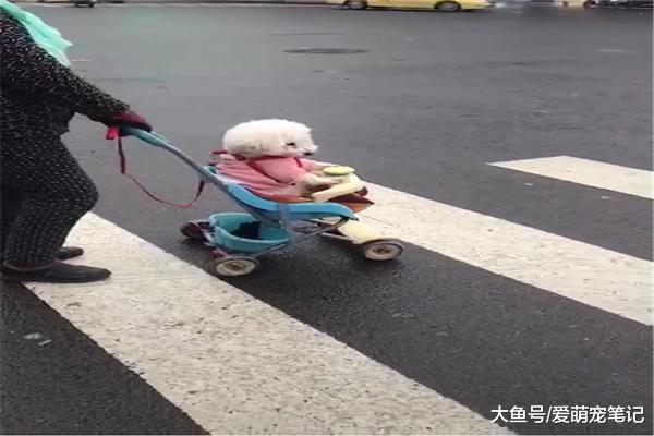 八岁的比熊行走不便, 老人就用推车带它出去遛弯, 画面好温馨啊!