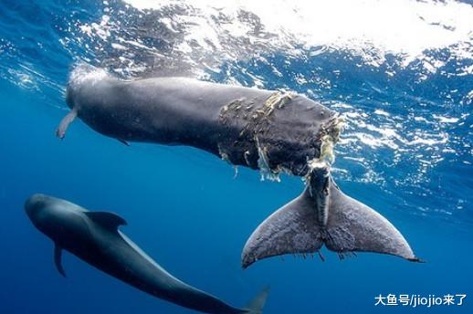 鲸鱼拖着半截尾巴在海中垂死挣扎、哀嚎……专家：人类造成的