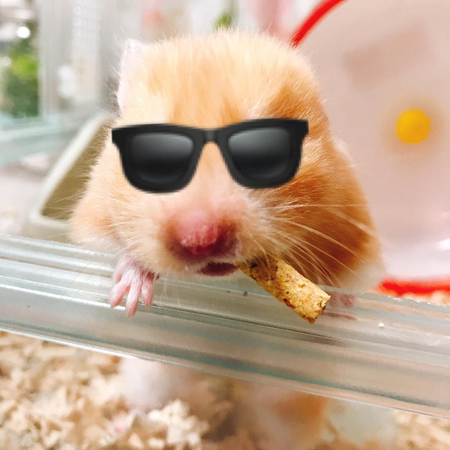 女生养仓鼠的5大原因，作为男生，您知道吗？