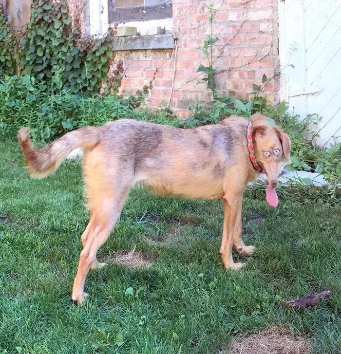 地狱双头犬？灵异宠物照片疯传，知道真相后网友笑喷！