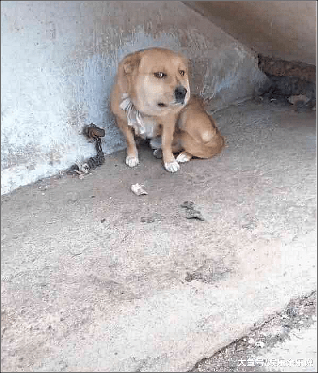 男子起床喂狗，发现狗子有点不对劲，走近一看顿时不淡定了