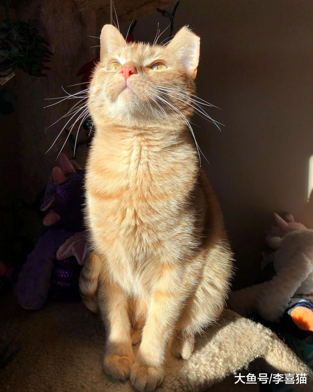 貓咪向往自由，養在室內會很委屈？不，散養才會有更多安全隱患！