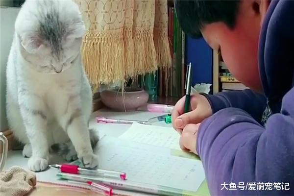 银渐层把玩小主人的红水笔，双手捧笔的架势，还以为要涂“口红”