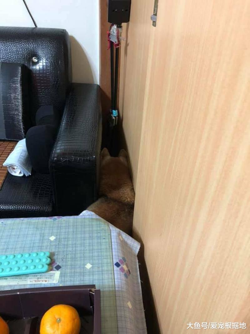 从繁殖场死里逃生的柴犬，患上老年痴呆，主人不离不弃陪伴左右