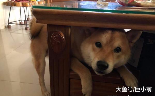 吸尘器的新功能，柴犬躺在地上接受主人服务，爽到腿都提起来了