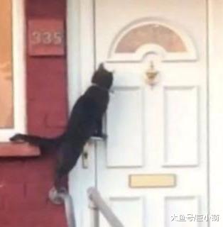 猫咪每天玩到凌晨才回家，自己站起敲门，这是喵星人进攻的号角吗