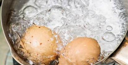 养狗小知识: 蛋黄对狗狗来说可是补品!