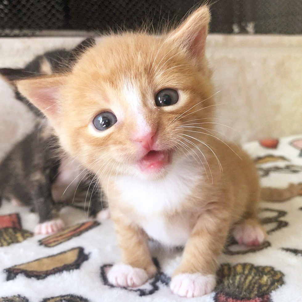 在外流浪时，它俩相依为命，直到遇到新主人，它们有了避风港