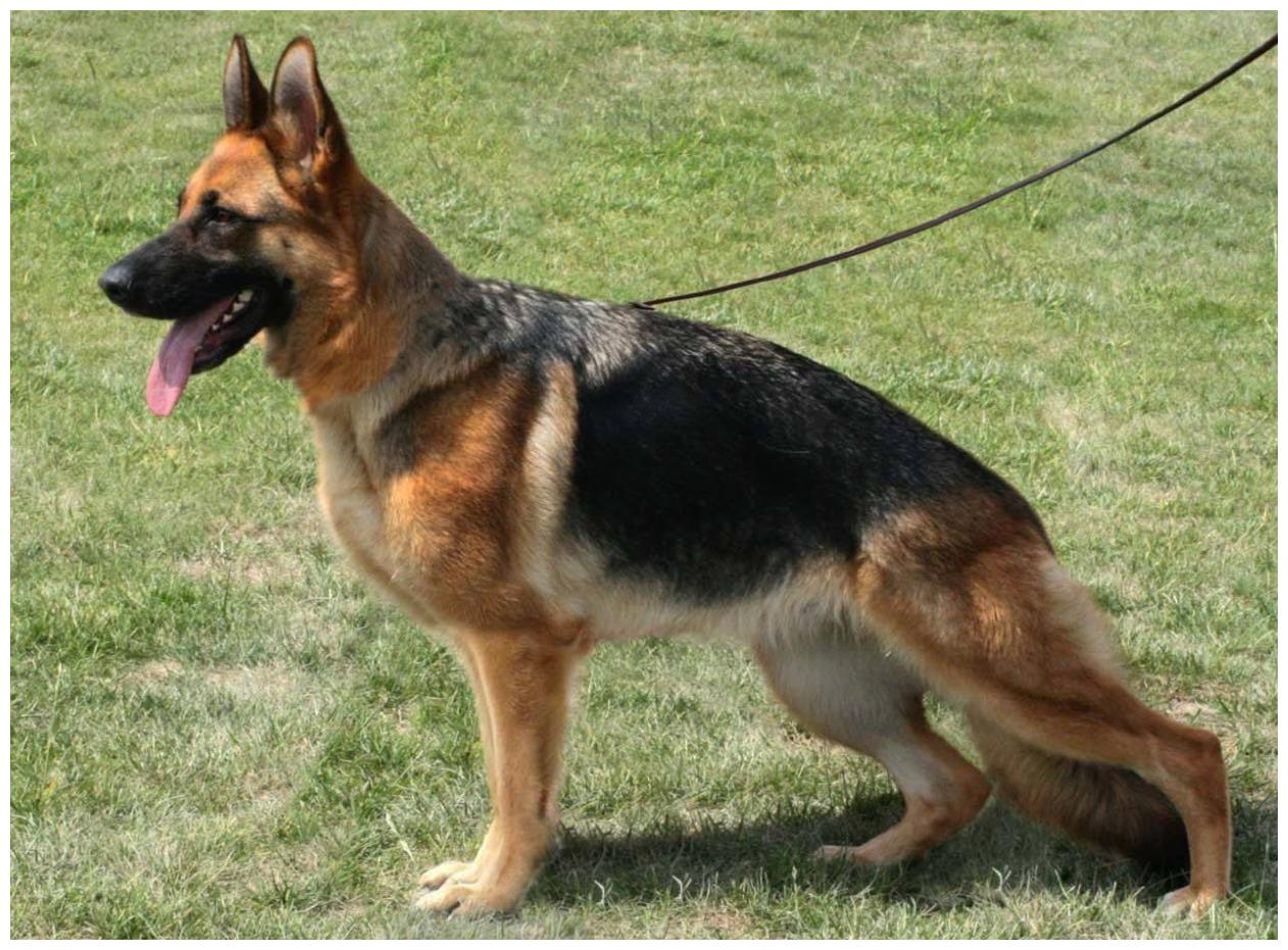 小狗有着德牧的俊朗, 但腿短袖珍, 它的血统充满“童话”气息