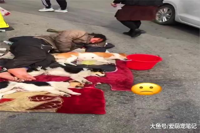 流浪汉为了让狗狗都躺在毛毯上，自己宁可侧着身子睡觉，好有爱啊