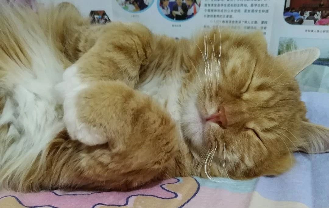 天冷了，又到了喵星人揣手的季节了