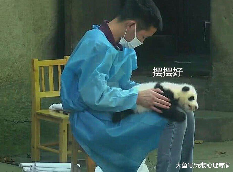 熊猫宝宝被饲养员当书垫，游客纷纷酸了：兄弟，只有你敢这么做